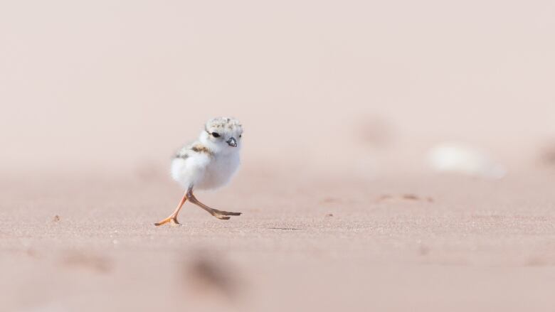 A tiny piping plover bird on a beach.