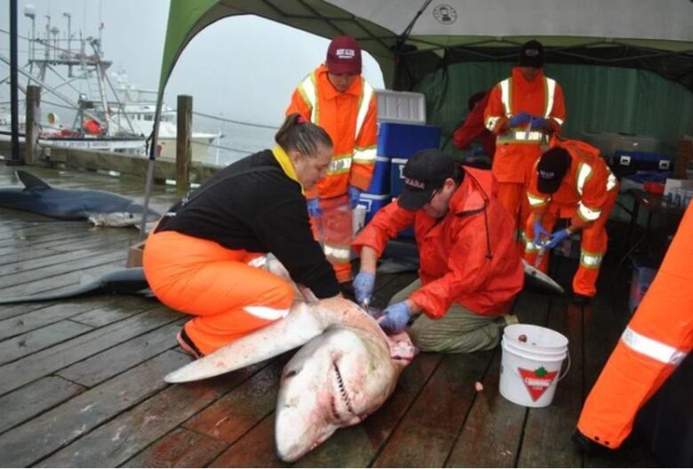 People in yellow vests are seen on the hull of a boar while one of them holds a shark down for dissection.