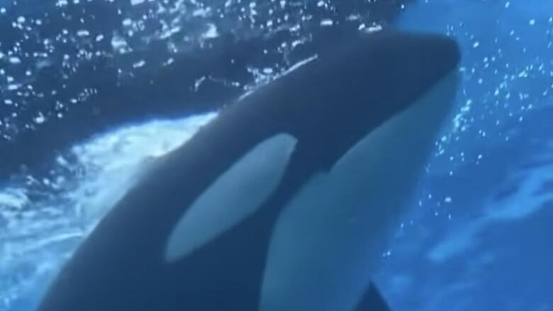 An orca whale is seen.