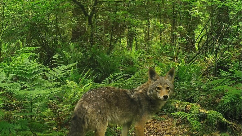 An image of a coyote in Stanley Park was captured by a motion-sensor camera in June 2021.