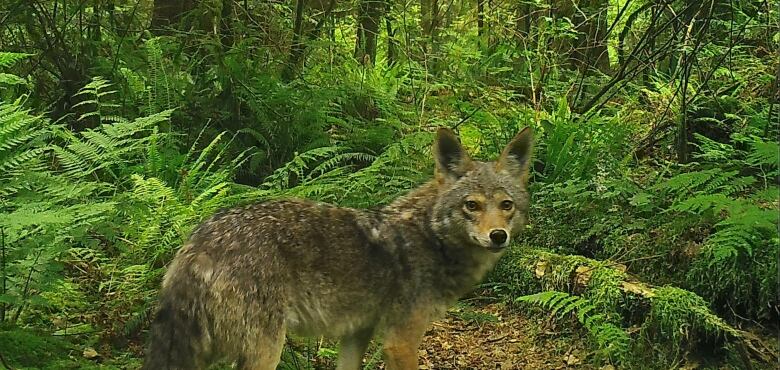 An image of a coyote in Stanley Park was captured by a motion-sensor camera in June 2021.