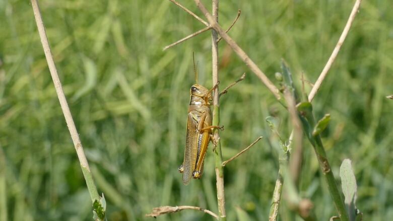 Brown grasshopper latches on to blade of green grass.