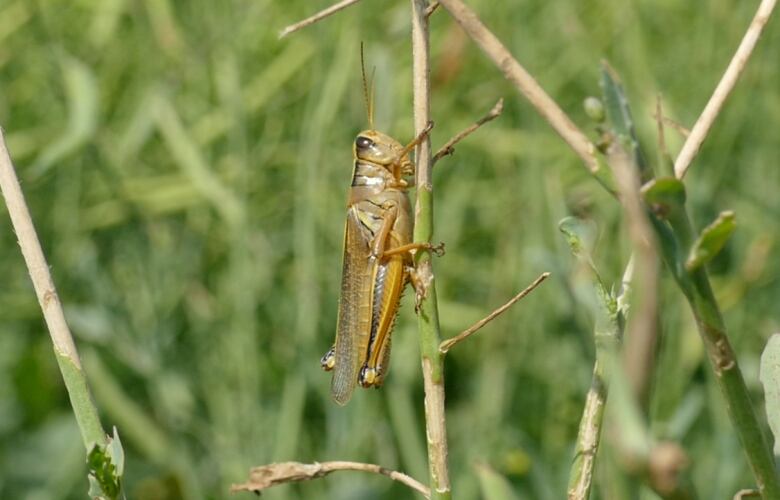 Brown grasshopper latches on to blade of green grass.