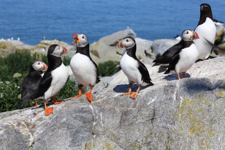 A flock of black and white birds with colourful bills and feet.