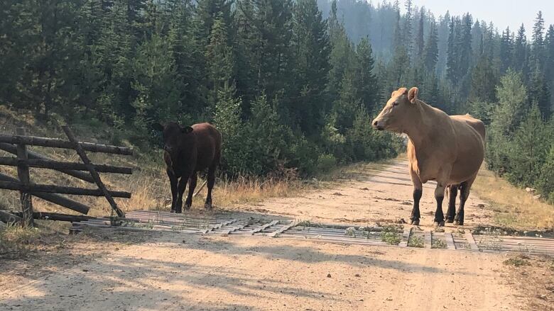 Two cows stand on a dirt road at a gate, with trees in the background.