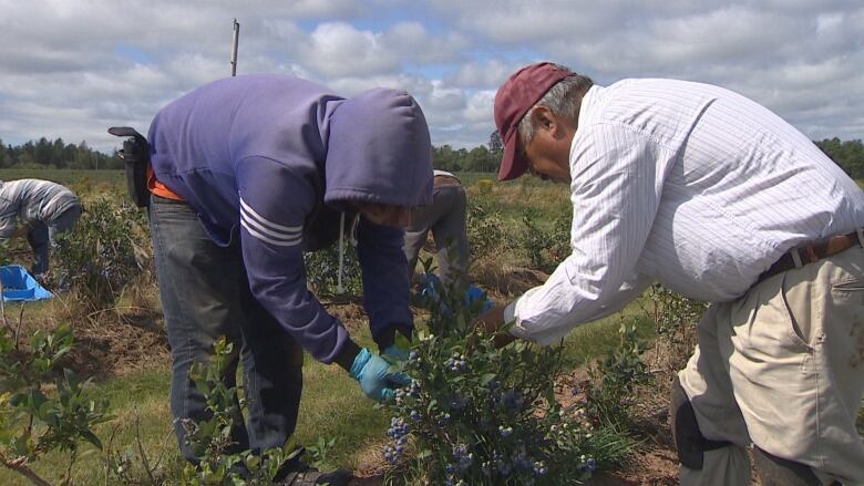 Two men harvest blueberries in a field.