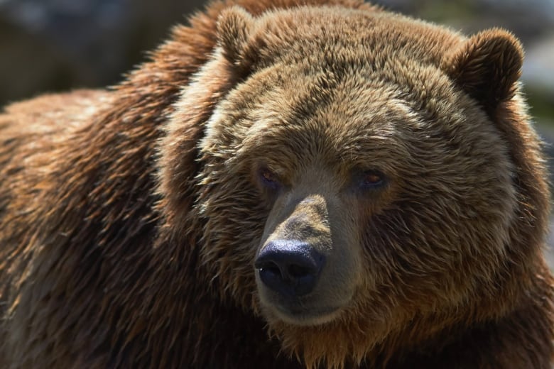 A stock photo of a grizzly bear's face.