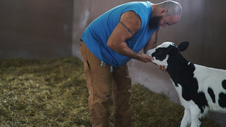 A bald man in a blue shift leans over a black and white calf.