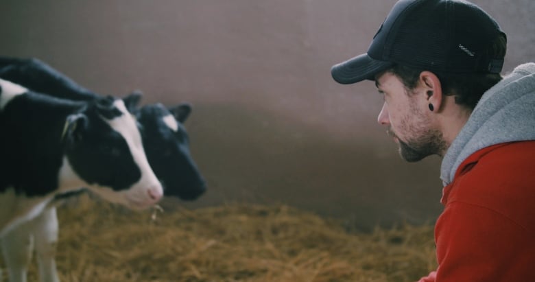 A man in a grey baseball cap and red jacket looks at two black and white calves.