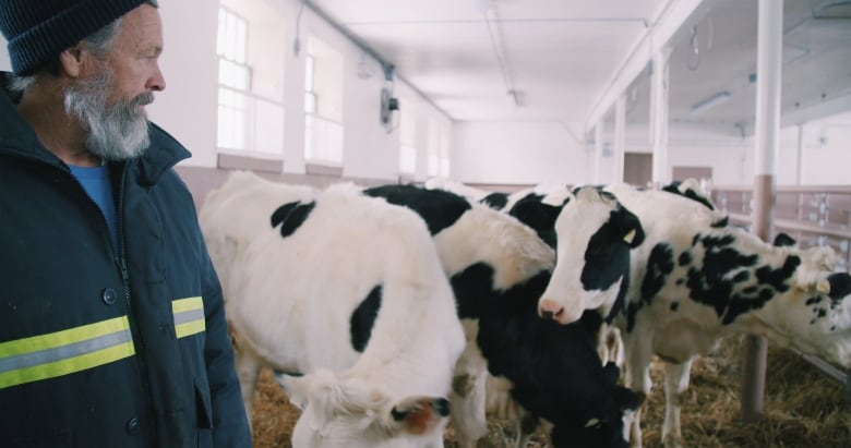 A man in a blue hat and blue toque looks at a group of black and white cows in a bright barn. 