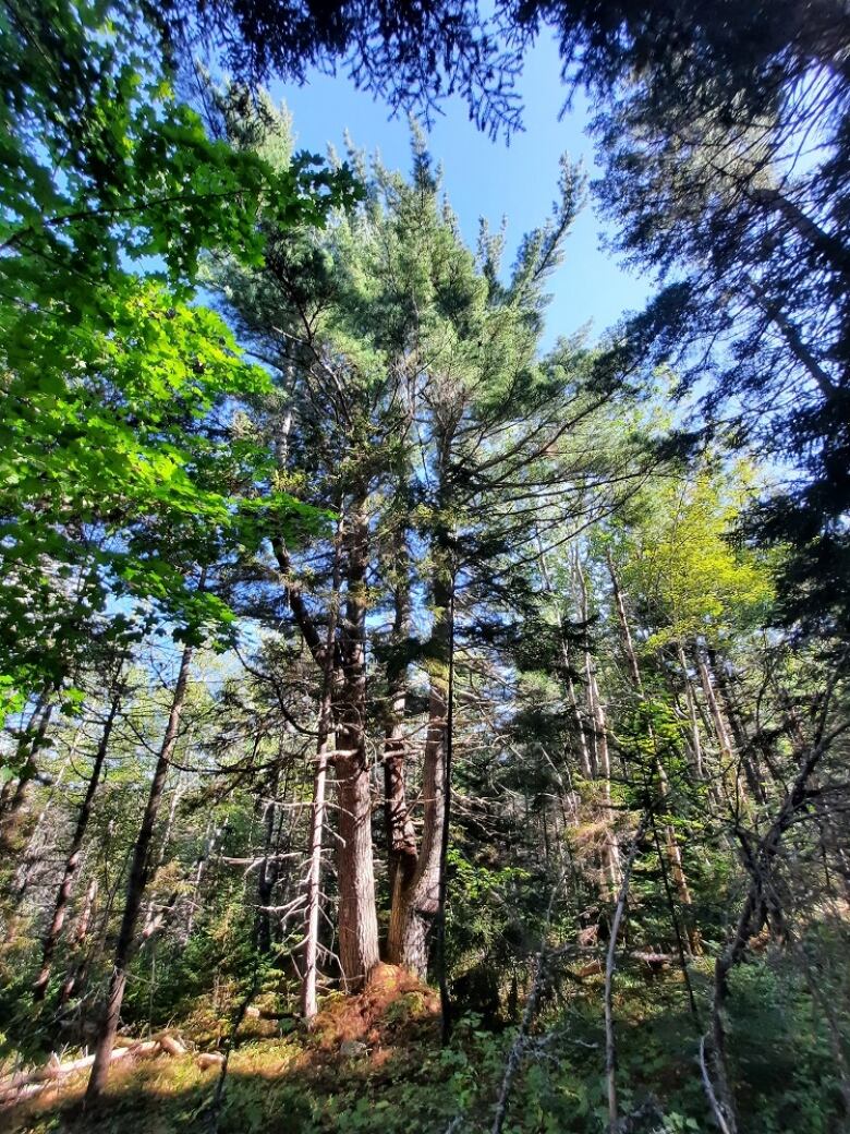 The tops of large trees are seen blocking a blue sky.