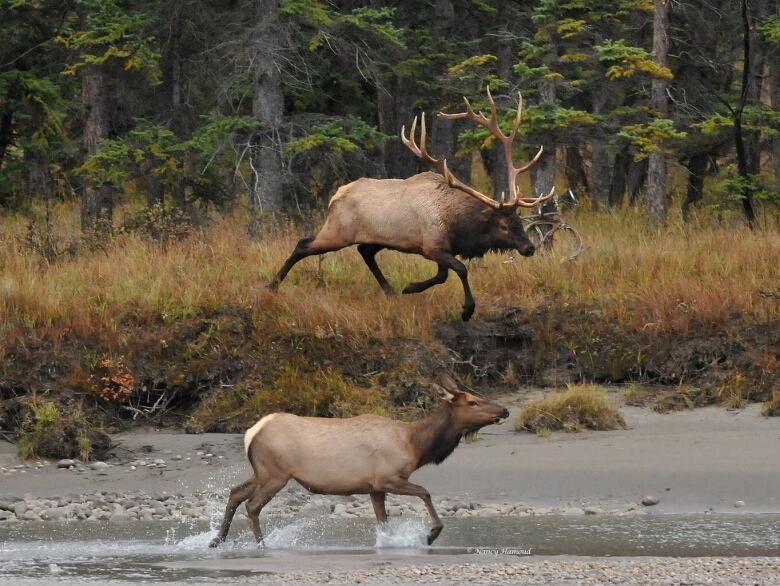 Two elks running, one is going through a shallow pond and the other is running through a grassy field behind them.  Behind them is a forest 