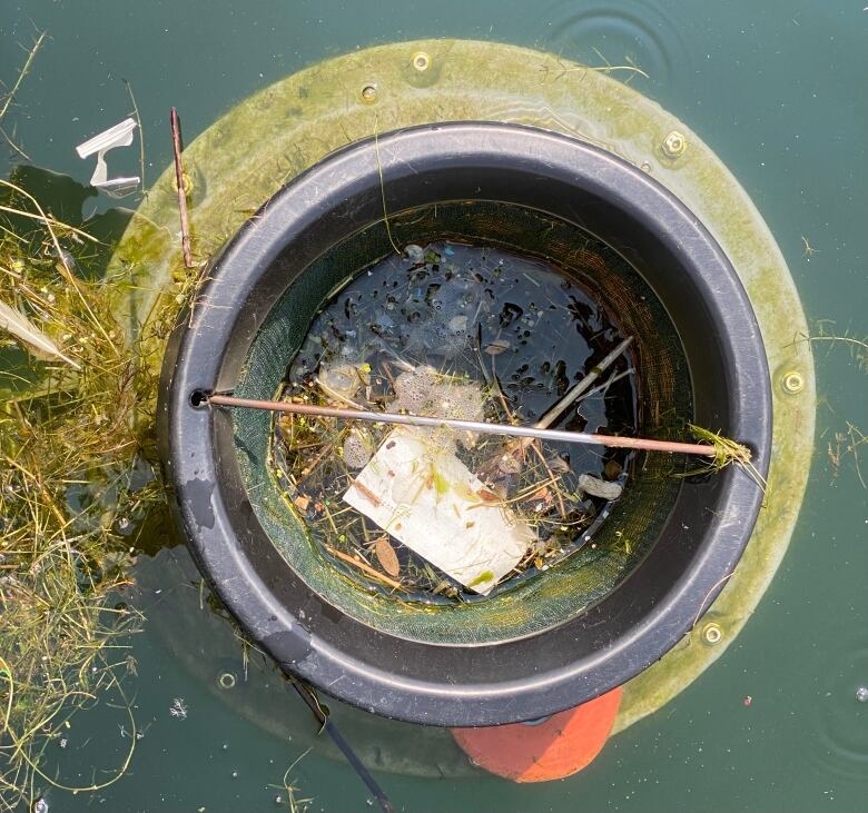 A seabin placed in the water in the Toronto Harbour that's sucking in waste.