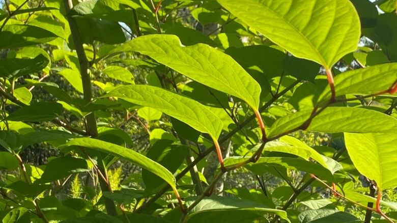 Green leafy plant with bamboo-like stems