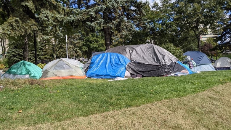 A group of tents are set up on a grassy area in front of pine trees.