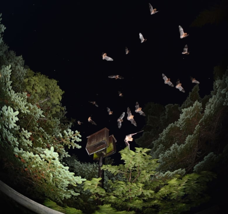 Little brown myotis (Myotis lucifugus) in flight near a bat box.