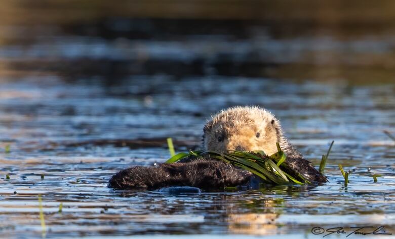 Sea otter in water