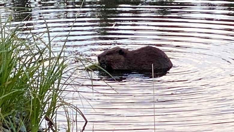 Beaver swimming