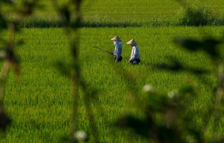 Two people walk through a rice field.