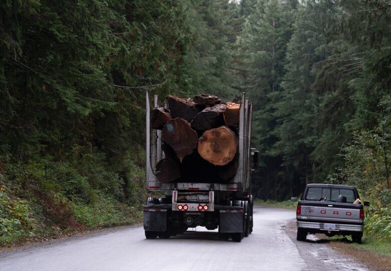 A number of logs in the back of a truck.