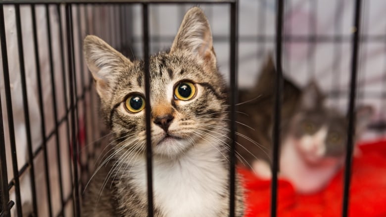 A kitten in a cage stares at the camera. Another kitten is in the background, out of focus.