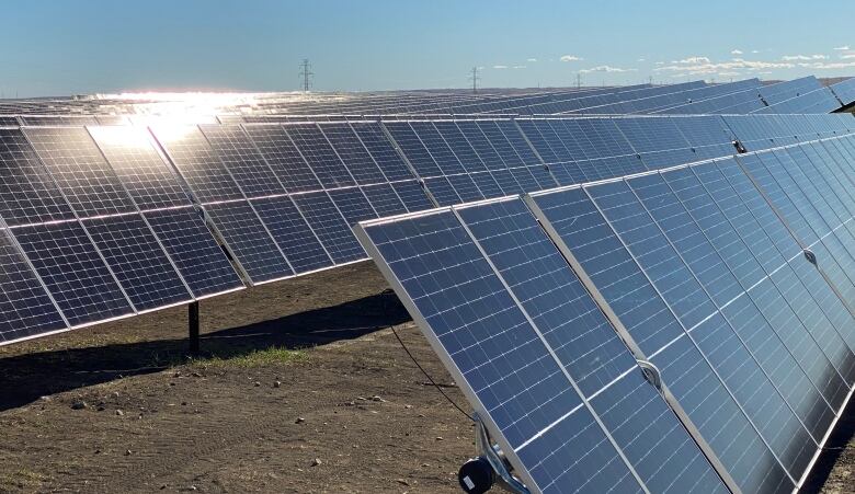 Row upon row of solar panels gleam under the sun shining down from a clear sky.