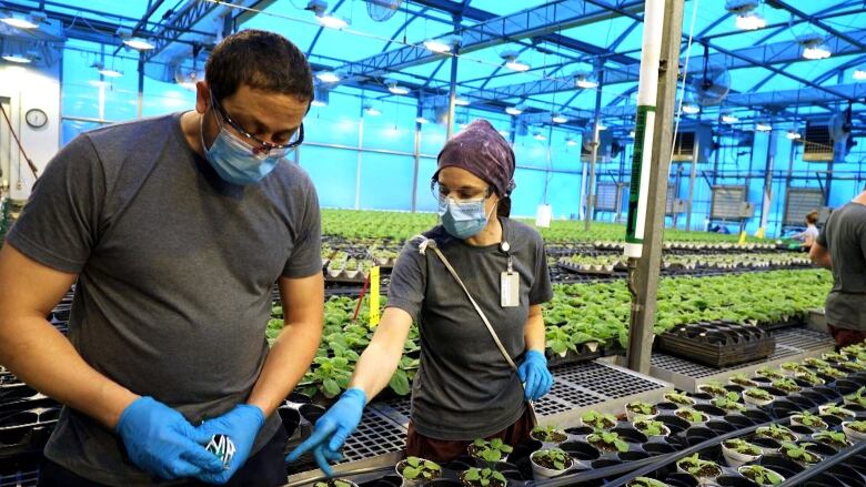 Employees of Medicago work in a greenhouse.