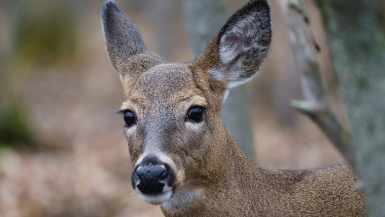 Closeup of a doe.