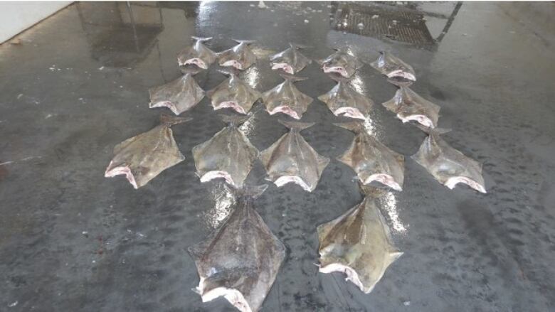 Seventeen dead flat-looking fish are shown on a floor.