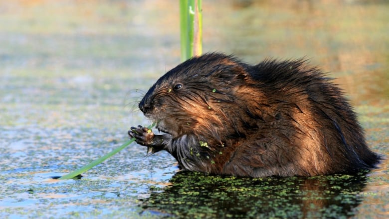 A beaver is seen standing in water, clutching a green stem.