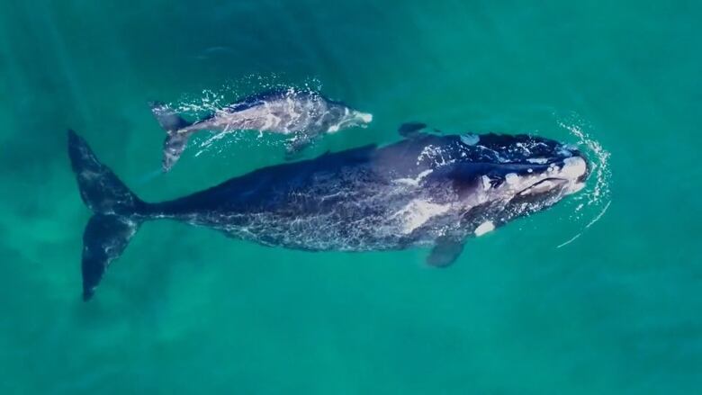 An overhead shot of a North Atlantic Right Whale cow with her calf from the documentary 