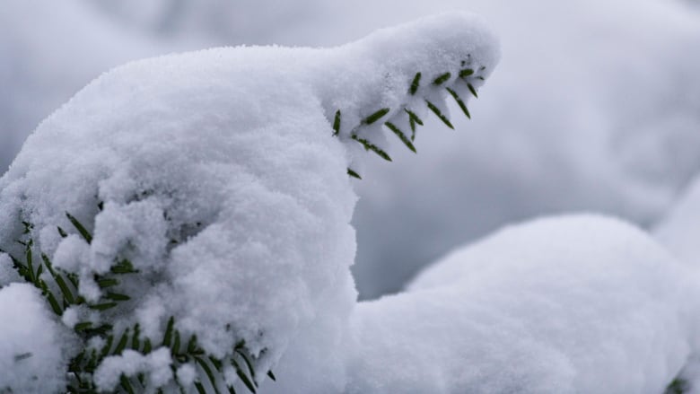 A tree branch is covered in a thick layer of powdery snow.