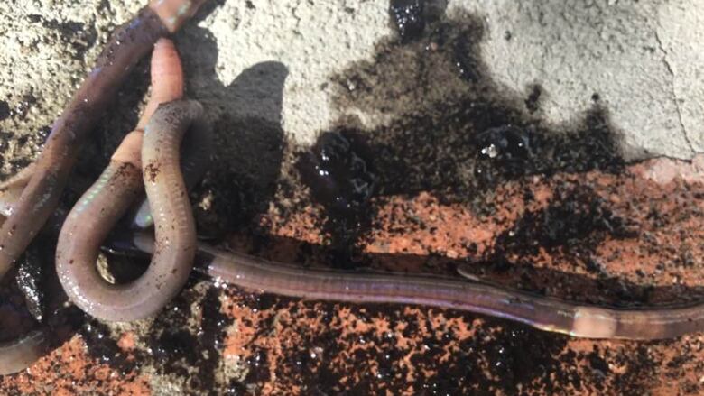 These Asian jumping worms, seen here on sun splashed stone in a backyard in Scarborough, Ont., were discovered in a contaminated bag of sheep's manure in 2021. 