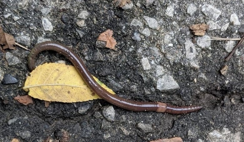 A picture of a worm on what appears to be pavement or soil.