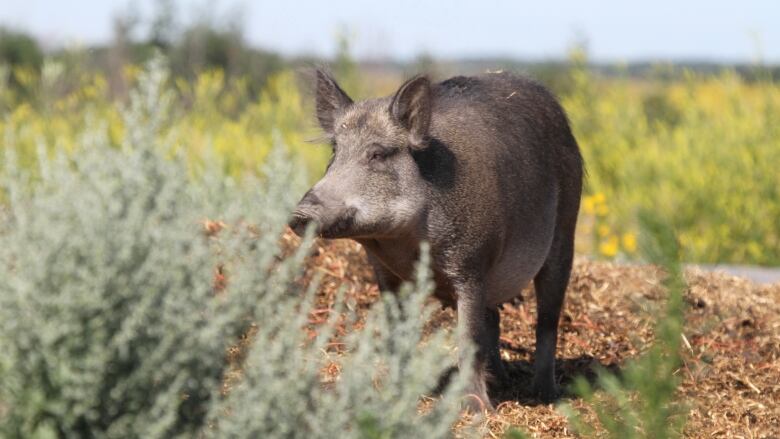 A lone wild boar standing next to a bush outside. 