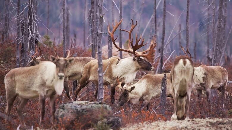 A herd of caribou stand in a forest