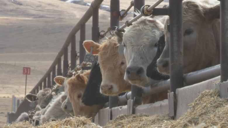 Cows are lined up, eating grass out of a trough outside.