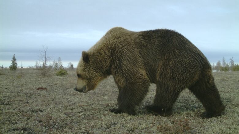 A grizzly bear is seen walking on an area of grass and other sparse vegetation.