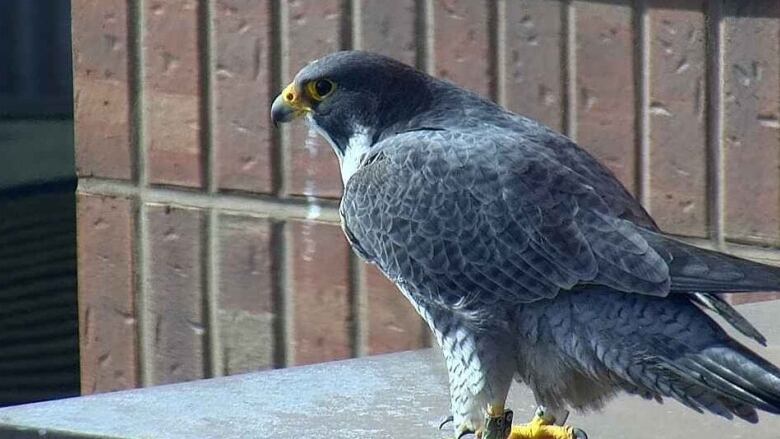 Falcon on ledge