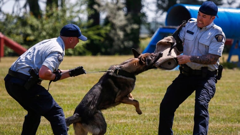 a dog is biting a man with a sleeve on his arm meant to train the dog