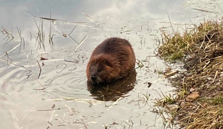 A beaver sits in a shallow pond of water