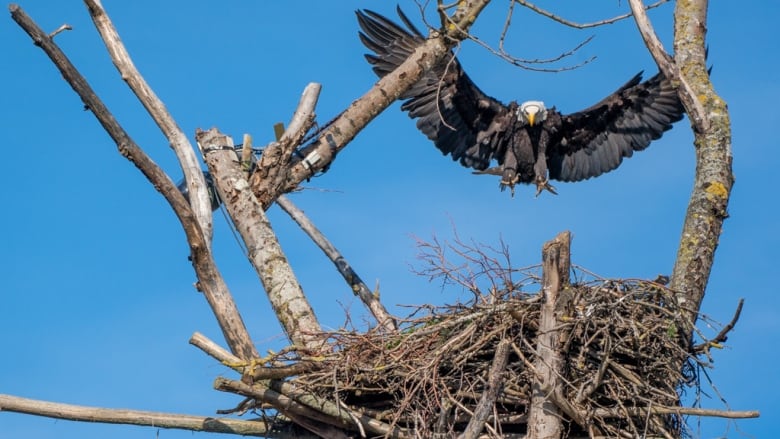 A bald eagle prepares to land in a nest. 