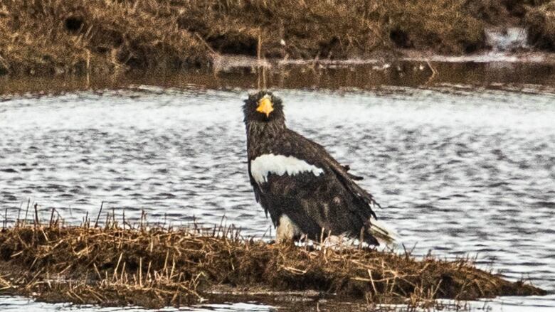 Eagle with big yellow beak looking in direction of camera.