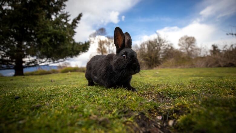 A black bunny on grass