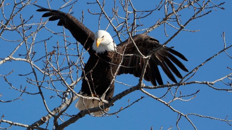 A eagle with spread wings sits on the bare branches of a tree.