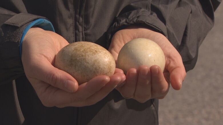 Two goose eggs are shown cradled in a man's hands.