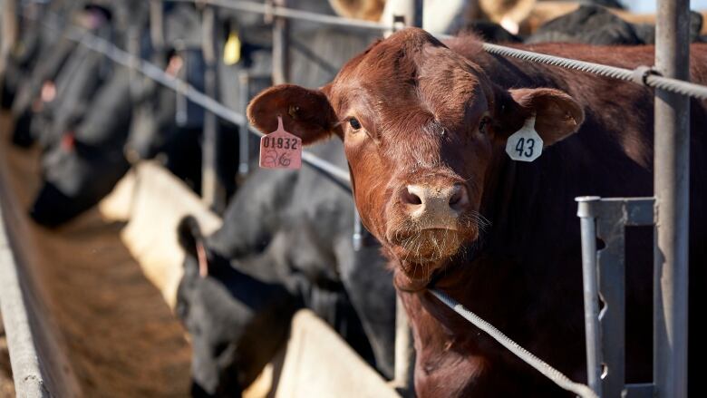 Brown cow with ear tags in confined feedlot.