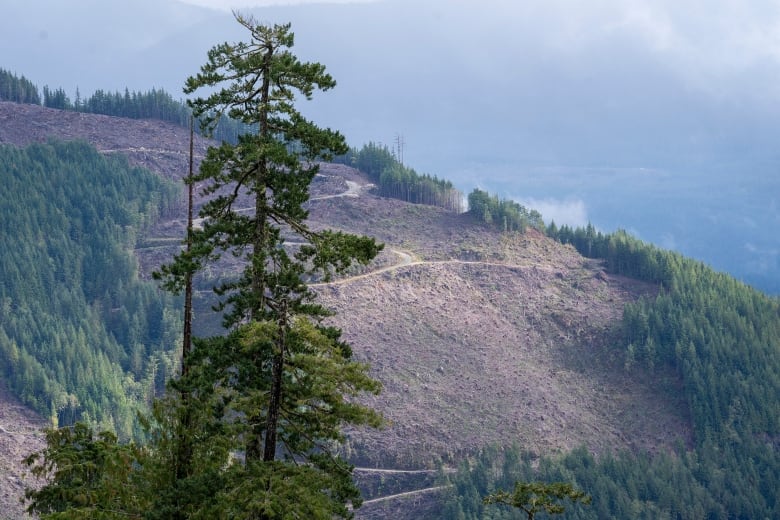 A hillside is shown where trees have been significantly logged in a patch between standing forest.