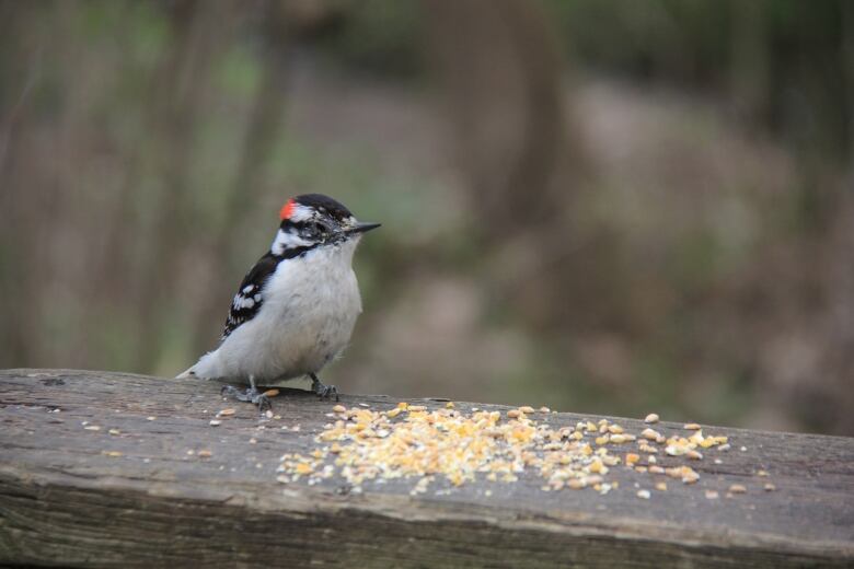 small bird on a log.