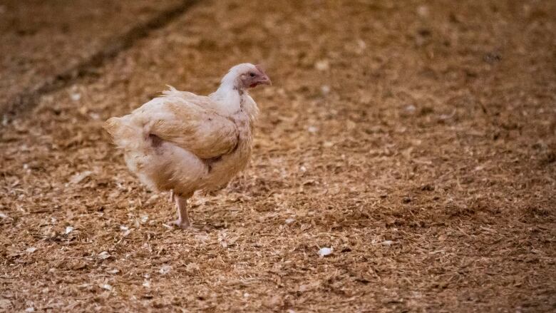 A lone chicken stands in a farm.